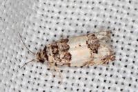 Epinotia thapsiana