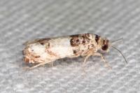 Epinotia thapsiana