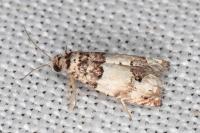 Epinotia thapsiana