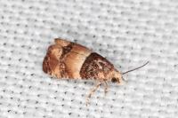 Lobesia bicinctana