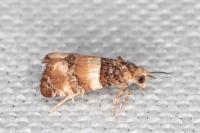Lobesia bicinctana