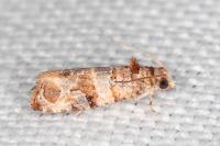 Lobesia botrana
