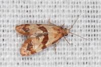 Phalonidia contractana