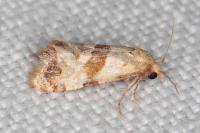 Phalonidia contractana