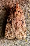 Agonopterix arenella