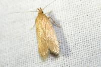 Helcystogramma