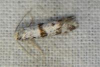 Scythropia crataegella