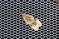 Apotomis