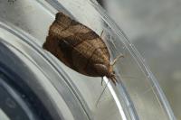 Pandemis dumetana