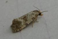 Neocochylis molliculana