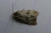 Neocochylis molliculana