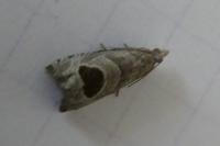 Notocelia uddmanniana