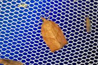 Pandemis heparana