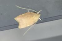 Carcina quercana
