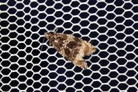 Celypha lacunana