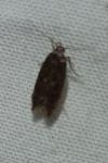 Bryotropha affinis