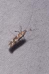 Calybites phasianipennella