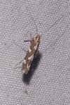 Calybites phasianipennella