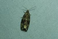 Celypha lacunana