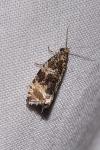 Celypha lacunana