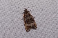 Celypha lacunana