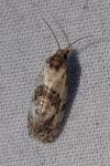 Cochylichroa hoffmannana