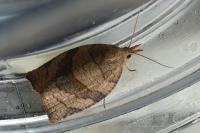 Pandemis dumetana