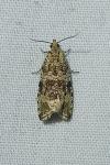 Celypha lacunana