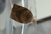 Pandemis dumetana