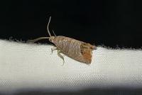Cydia pomonella