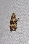 Celypha lacunana