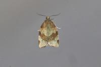 Pandemis cerasana