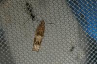 Crocidosema plebejana
