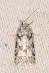 Eana penziana