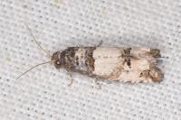 Notocelia incarnatana