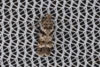 Caryocolum blandulellum