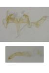Caryocolum blandulellum