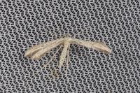 Hellinsia tephradactyla
