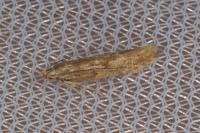Monochroa lucidella