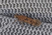 Chionodes distinctella