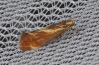 Metalampra italica