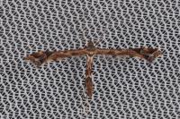 Amblyptilia acanthadactyla