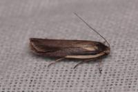 Nothris lemniscellus