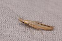 Coleophora