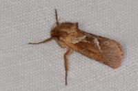 Triodia sylvina