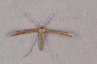 Emmelina monodactyla