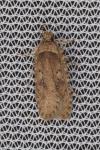 Agonopterix heracliana