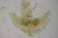 Agonopterix heracliana