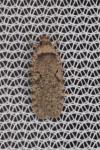 Agonopterix curvipunctosa
