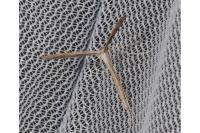 Stenoptilia zophodactyla